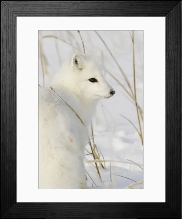 Framed Print : DDE-90028309 Framed Print : DDE-90028309