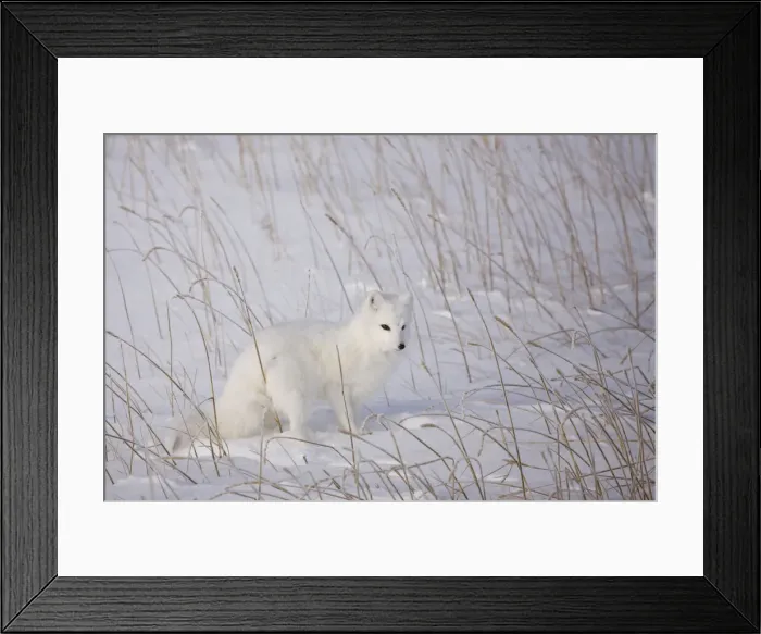 Framed Print : DDE-90028310 Framed Print : DDE-90028310
