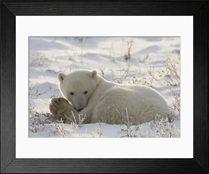 Framed Print : DDE-90028307 Framed Print : DDE-90028307