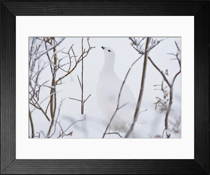 Framed Print : DDE-90028312