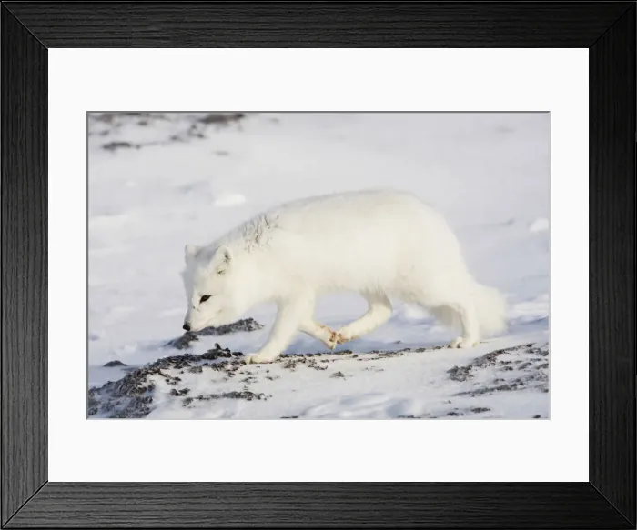 Framed Print : DDE-90028311 Framed Print : DDE-90028311