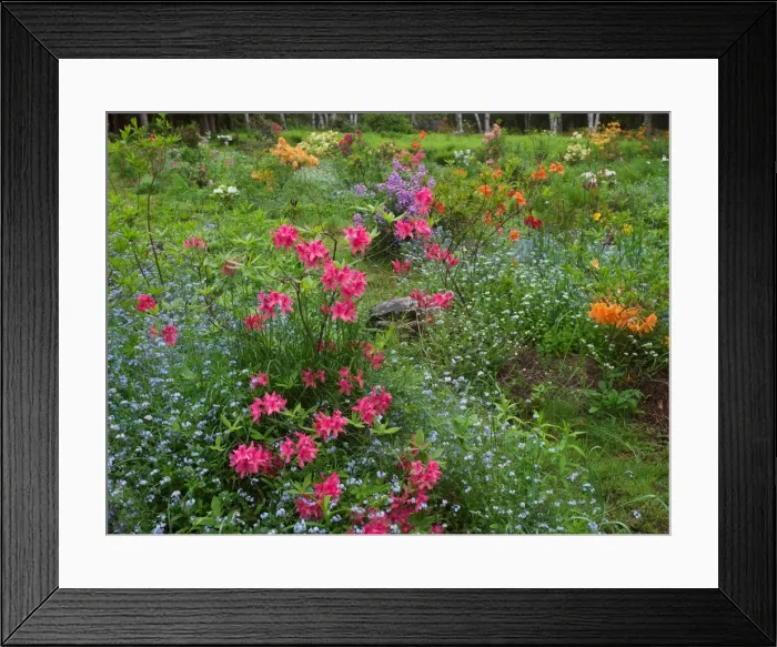 Framed Print : DDE-90028316 Framed Print : DDE-90028316
