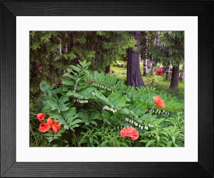 Framed Print : DDE-90028321 Framed Print : DDE-90028321