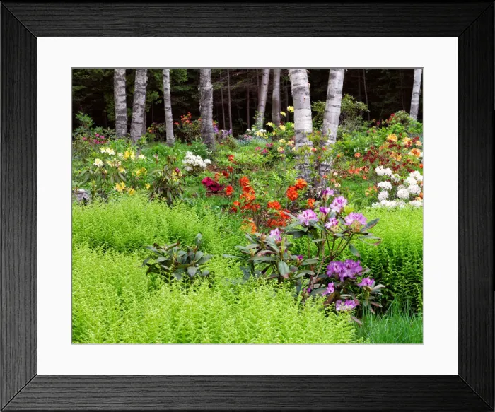 Framed Print : DDE-90028322 Framed Print : DDE-90028322