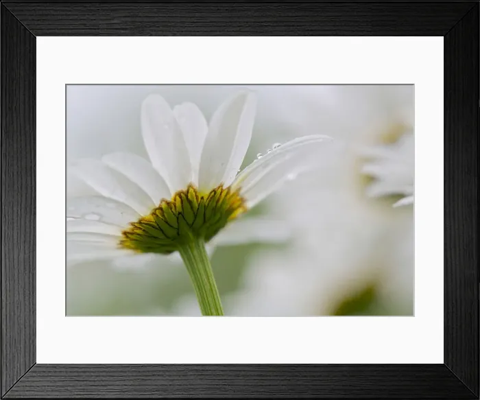 Framed Print : DDE-90028324 Framed Print : DDE-90028324