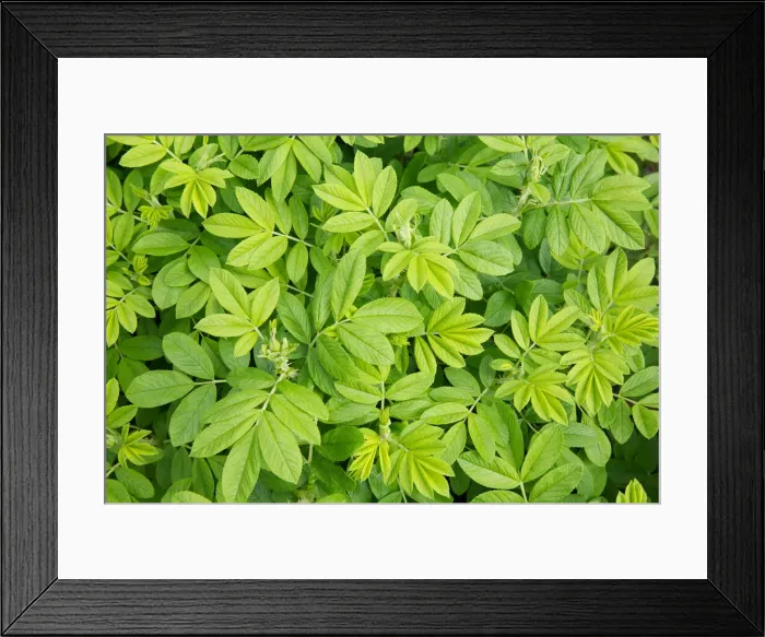Framed Print : DDE-90028326 Framed Print : DDE-90028326