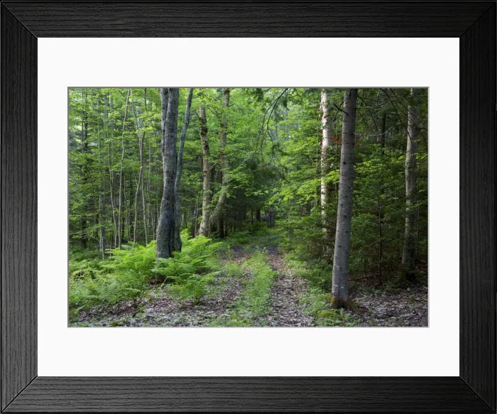 Framed Print : DDE-90028328 Framed Print : DDE-90028328