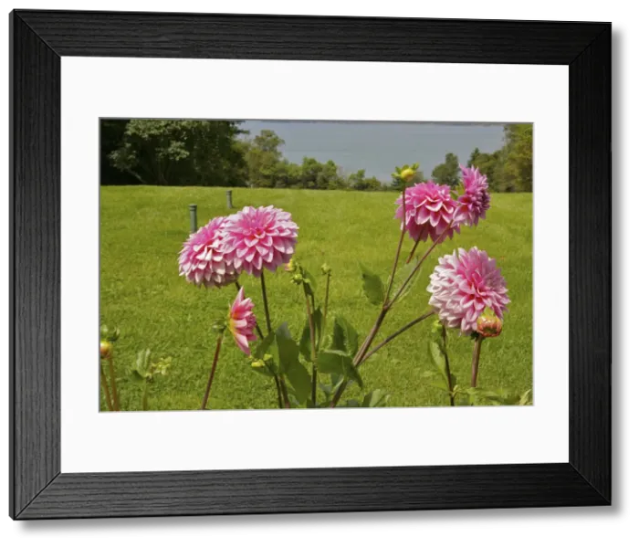 Framed Print : DDE-90028330 Framed Print : DDE-90028330