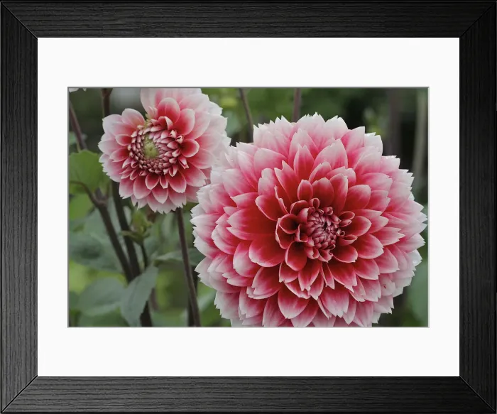 Framed Print : DDE-90028331 Framed Print : DDE-90028331