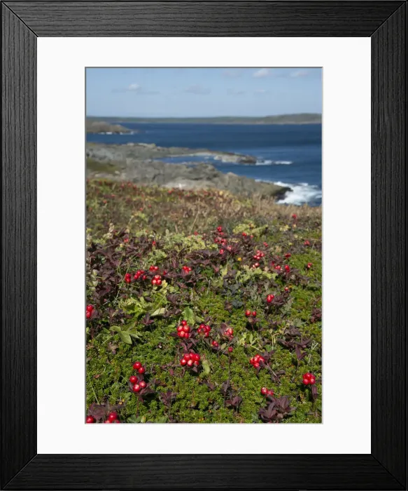 Framed Print : DDE-90028338 Framed Print : DDE-90028338