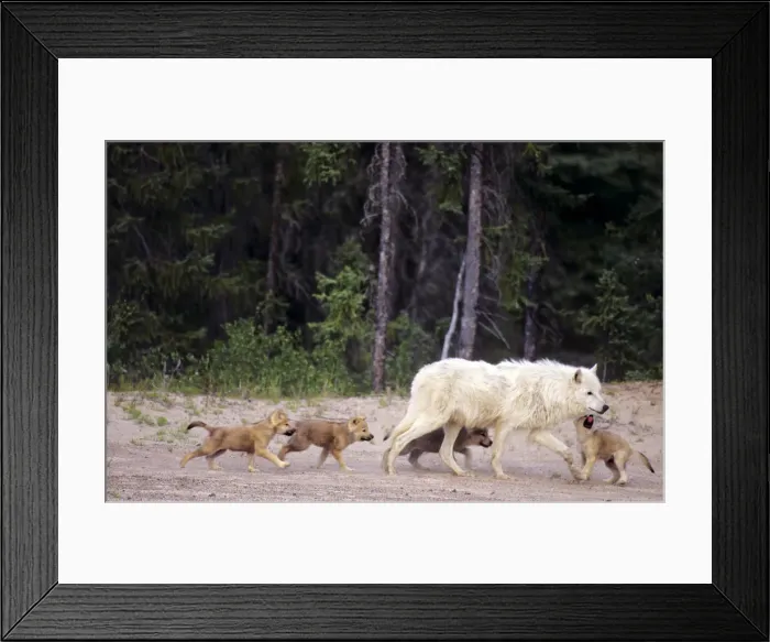 Framed Print : DDE-90028344 Framed Print : DDE-90028344