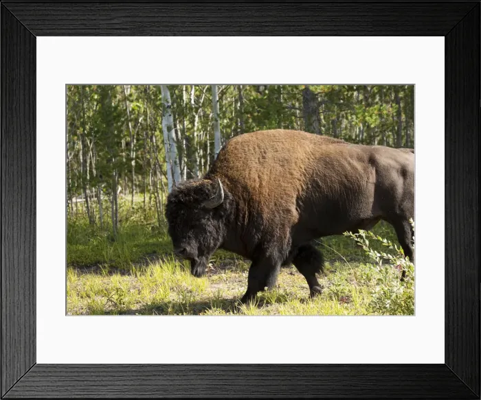 Framed Print : DDE-90028352 Framed Print : DDE-90028352