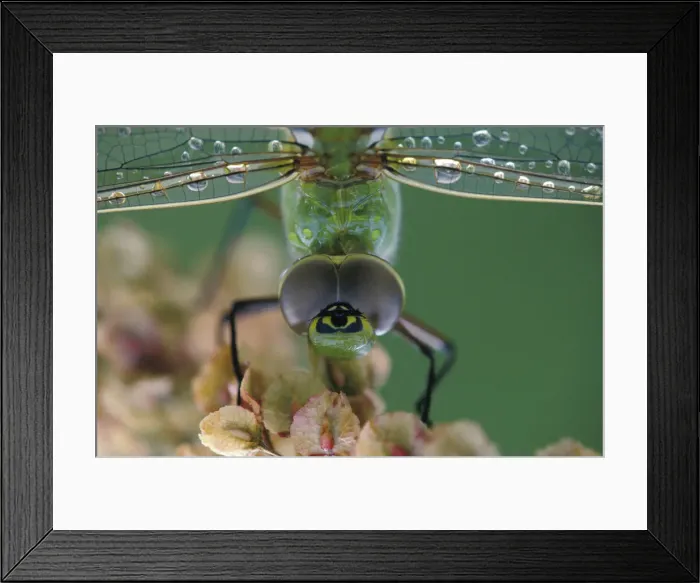 Framed Print : DDE-90028370