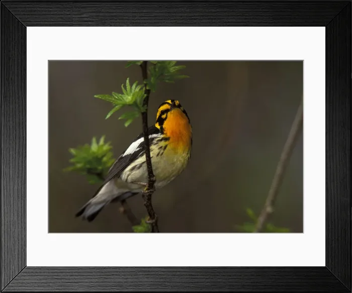 Framed Print : DDE-90028371 Framed Print : DDE-90028371