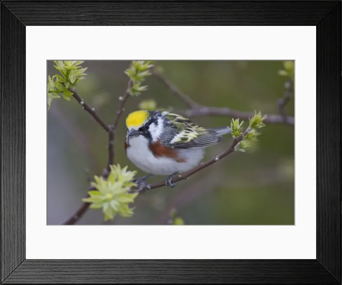 Framed Print : DDE-90028373 Framed Print : DDE-90028373