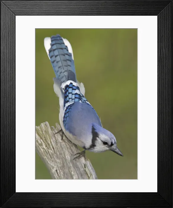 Framed Print : DDE-90028372 Framed Print : DDE-90028372