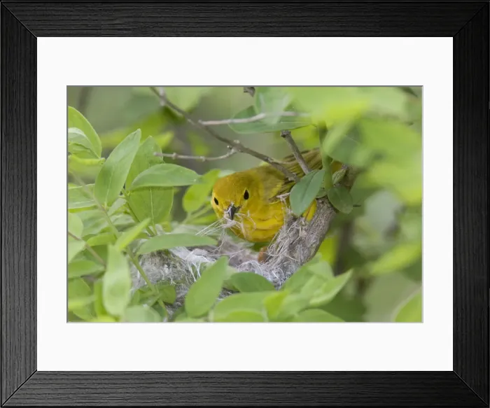 Framed Print : DDE-90028374 Framed Print : DDE-90028374