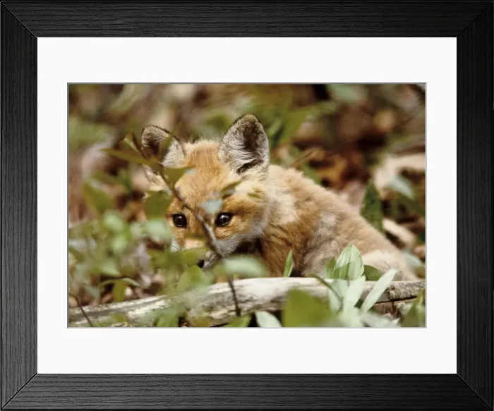 Framed Print : DDE-90028375 Framed Print : DDE-90028375