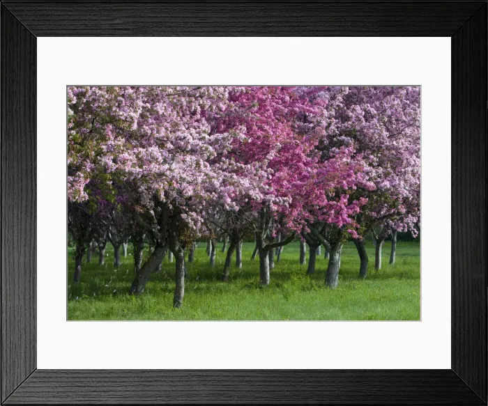 Framed Print : DDE-90028376 Framed Print : DDE-90028376