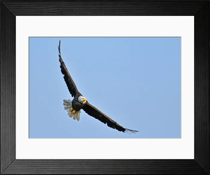 Framed Print : DDE-90028383 Framed Print : DDE-90028383