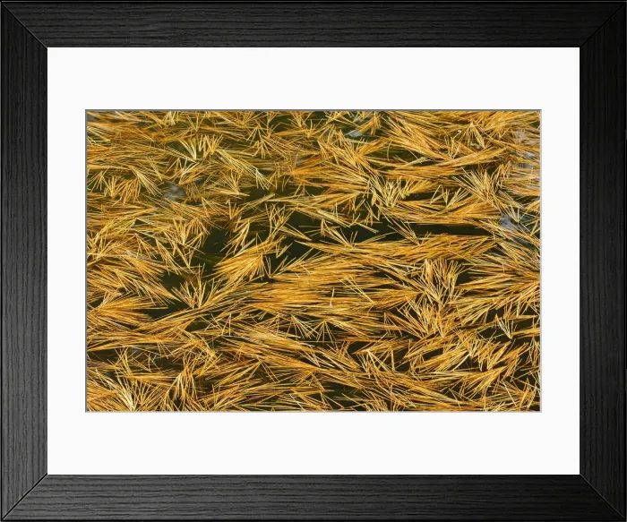 Framed Print : DDE-90028390 Framed Print : DDE-90028390