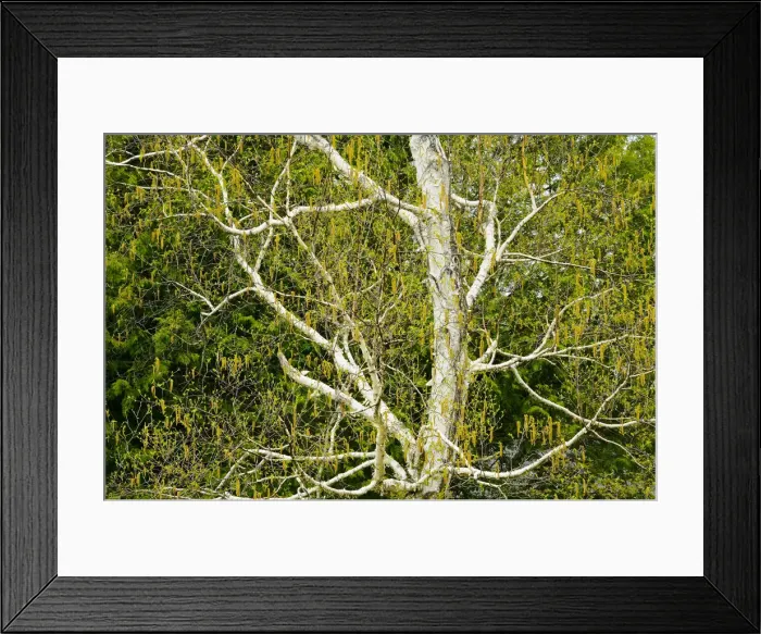 Framed Print : DDE-90028394 Framed Print : DDE-90028394