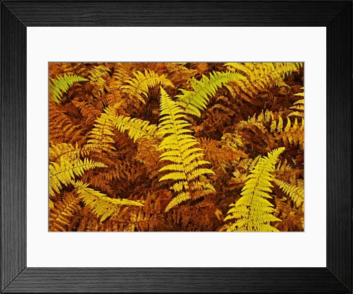 Framed Print : DDE-90028408 Framed Print : DDE-90028408
