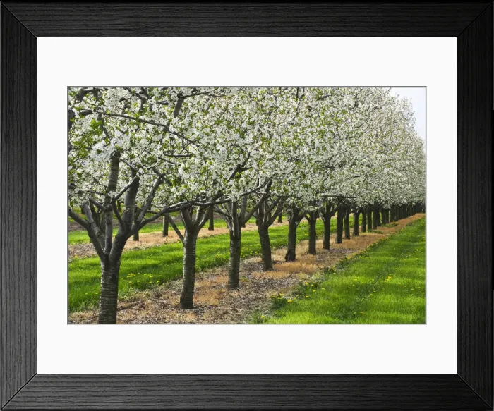 Framed Print : DDE-90028416 Framed Print : DDE-90028416