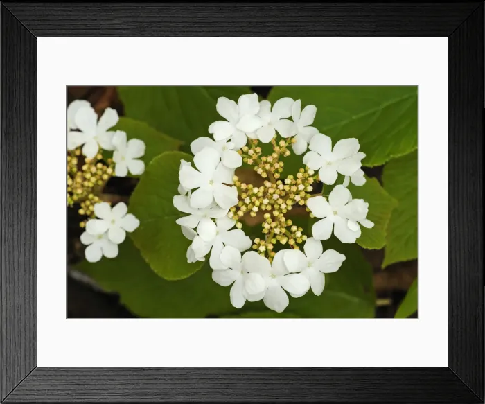 Framed Print : DDE-90028430 Framed Print : DDE-90028430