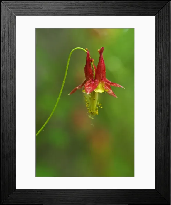 Framed Print : DDE-90028431 Framed Print : DDE-90028431