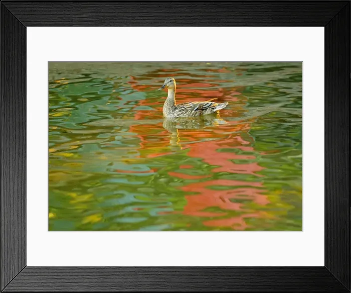 Framed Print : DDE-90028432 Framed Print : DDE-90028432