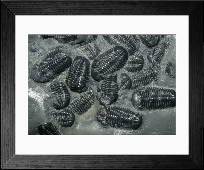 Framed Print : DDE-90028479 Framed Print : DDE-90028479