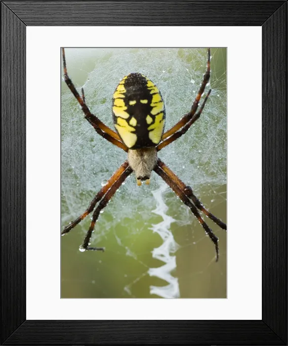 Framed Print : DDE-90028480 Framed Print : DDE-90028480