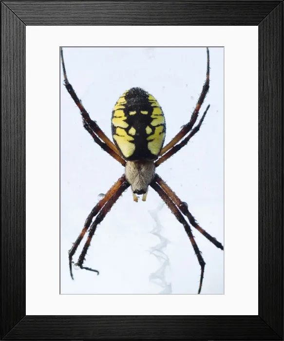 Framed Print : DDE-90028481