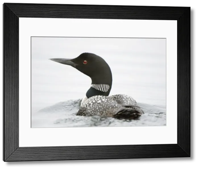 Framed Print : DDE-90028482