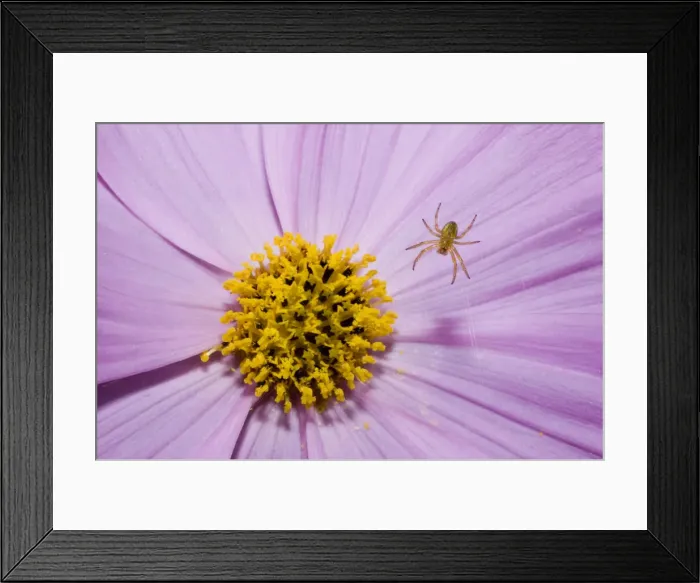 Framed Print : DDE-90028483 Framed Print : DDE-90028483