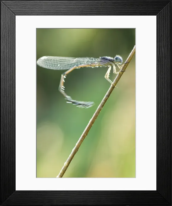 Framed Print : DDE-90028485 Framed Print : DDE-90028485