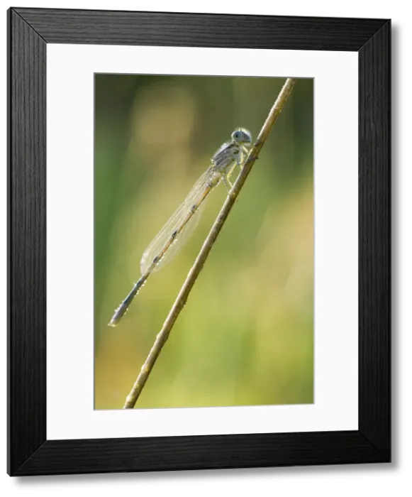 Framed Print : DDE-90028486 Framed Print : DDE-90028486