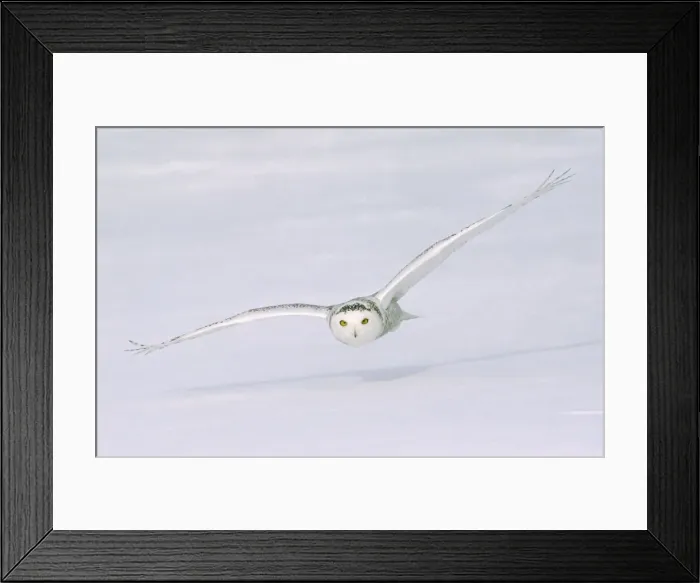 Framed Print : DDE-90028493 Framed Print : DDE-90028493