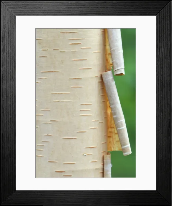 Framed Print : DDE-90028497 Framed Print : DDE-90028497