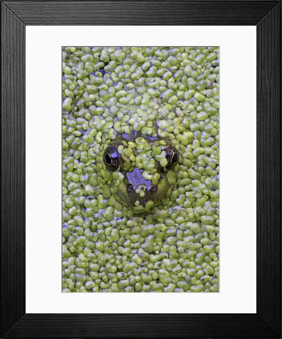 Framed Print : DDE-90028499 Framed Print : DDE-90028499
