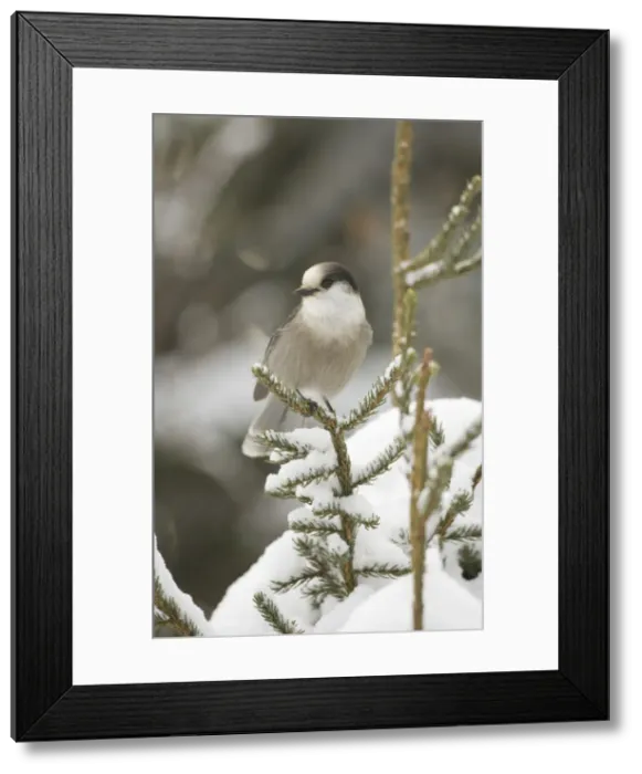 Framed Print : DDE-90028500 Framed Print : DDE-90028500