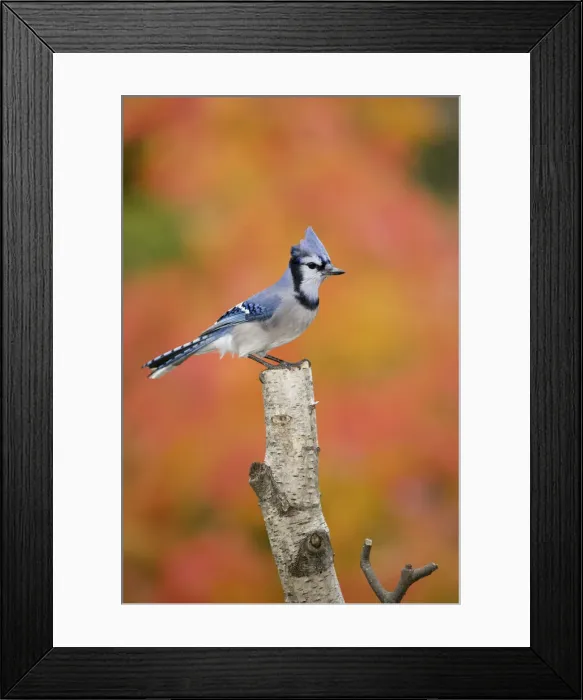Framed Print : DDE-90028503