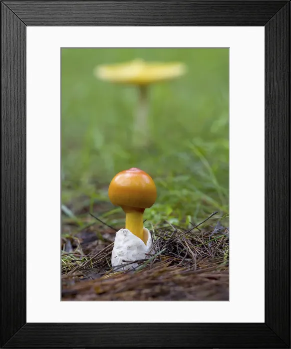 Framed Print : DDE-90028505 Framed Print : DDE-90028505