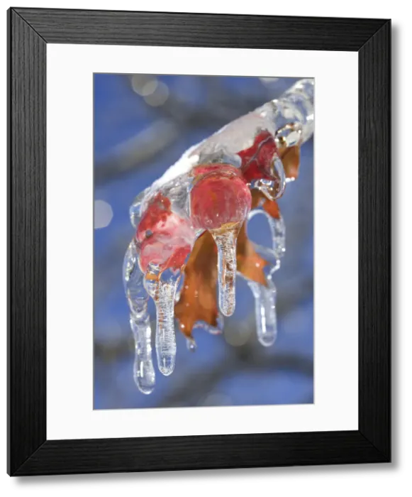 Framed Print : DDE-90028506 Framed Print : DDE-90028506