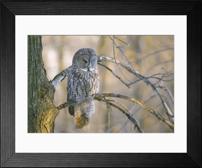 Framed Print : DDE-90028509 Framed Print : DDE-90028509