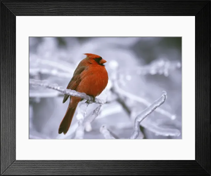 Framed Print : DDE-90028510 Framed Print : DDE-90028510