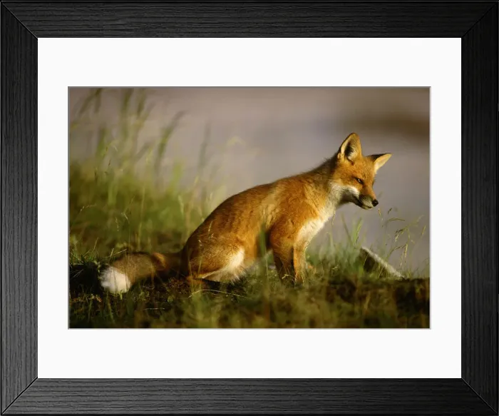 Framed Print : DDE-90028511 Framed Print : DDE-90028511