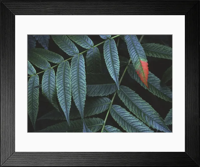Framed Print : DDE-90028513 Framed Print : DDE-90028513