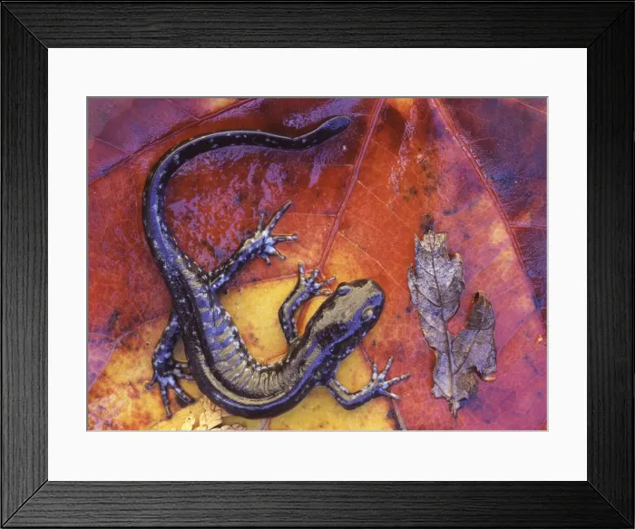 Framed Print : DDE-90028514